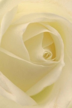 This close-up view of a white rose, masterfully arranged by a dedicated florist near Elmers End station, reveals the soul of the bloom in intimate detail. Ribbons of petals-creamy white with just a whisper of lemon at their heart-swirl inward, each fold illuminated by soft, diffused daylight. The edges shimmer, almost translucent, like morning sun filtering through the trees at Elmers End Green. Touching these petals in your mind's eye, you sense a softness matched only by silk, each curve inviting a gentle caress. The mood is one of quiet anticipation, likely to be found in an anniversary bouquet or a simple but profound gesture of love. Shadows play across the ivory surface, defining the intricate layering and granting the rose both poise and presence. The subtle aroma, nearly imperceptible, conjures memories of peaceful strolls along local park paths. As the flower's core spirals tightly, it radiates timeless elegance and silent strength-a tribute to the careful hands and thoughtful intention behind every arrangement offered for delivery throughout Elmers End. This image becomes more than a flower; it's a fleeting moment of comfort, hope, and enduring beauty.